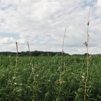<a href=https://www.galeriegosserez.com/gosserez/artistes/vettier-aurece.html>Aurèce Vettier</a> - bitter hemp